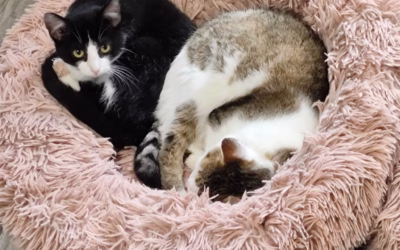 Albertka s Ivánkem odpočívají v pelíšku