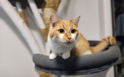 Pac a pusu na dobrou noc posílá Hélinka