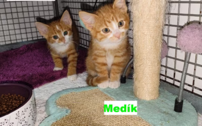 Nový příjem – Piškotek a Medík