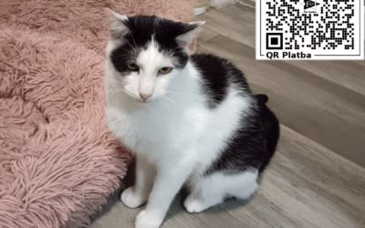 Kocourek týdne: Matík