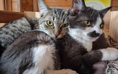 Hvězdička a Lumírek si užívají popolední šlofíček