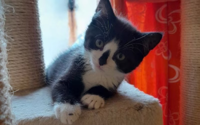 Hledáme nový domov pro Bohouška