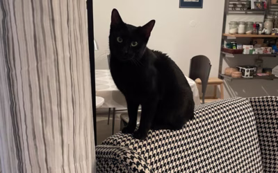 Do nového domova odjela kouzelná Carmen