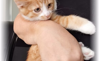 Krásnou neděli přeje Medík