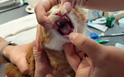 Piškotek a Medík na veterině