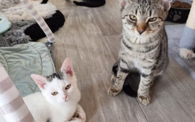 Partička z depozita