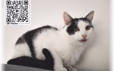 Kocourek týdne: Matík