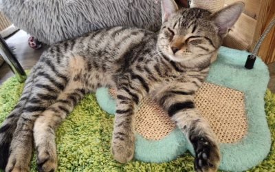 Ríšánek to zalomil