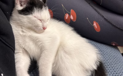 Do nového domova odjel Borísek