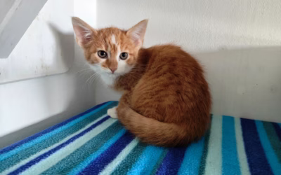 Piškotka čeká veterinární prohlídka