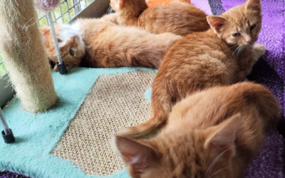 Zrzavobílá karanténa z kompostárny