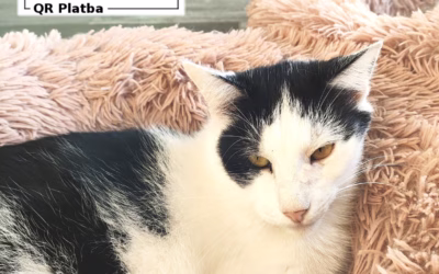 Kocourek týdne: Matík