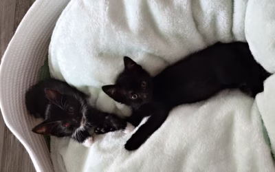 Největší kočičky potřebují ten největší pelíšek!