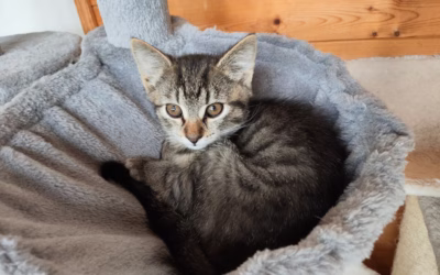 Maličká princeznička Míša