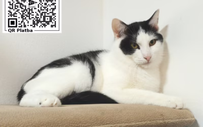 Kocourek týdne: Matík