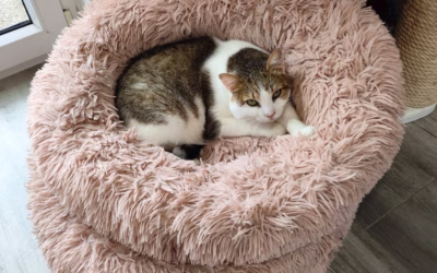 Princezna na hrášku Ivánek