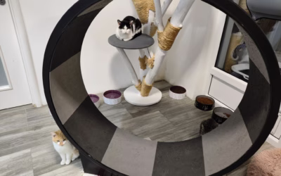 Kdo jsou naši největší bežci?