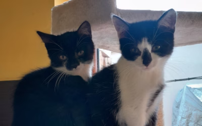 Barnabášek a Benediktík čekají na svůj nový domov