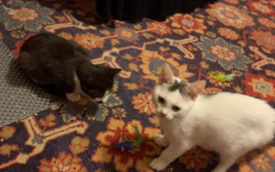 Bráškové Lukášek a Lumírek odjeli do nového domova