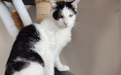 Kocourek týdne: Matík