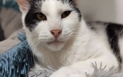 Kocourek týdne: Matík