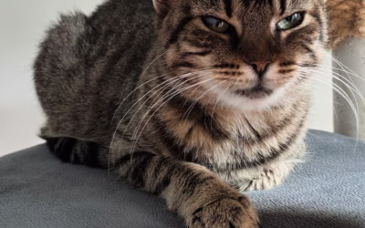 Kočička týdne: Anežka