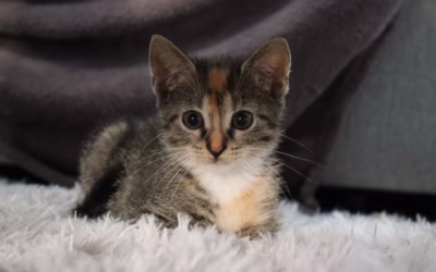 Nádherná Boženka hledá nový domov