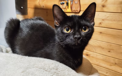 Kubík přeje krásnou noc!