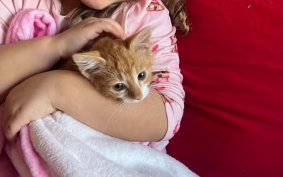 Meduňka našla nový domov