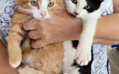 Nový příjem: Foxík a Zoránek