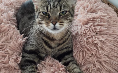 Kočička týdne: Anežka