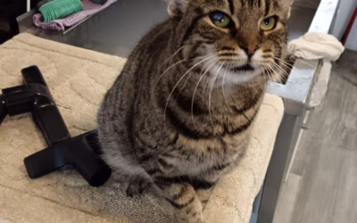 Kočička týdne: Anežka