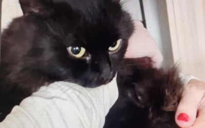 Odettka odjela do nového domova