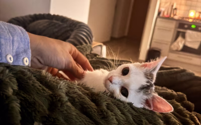 Do nového domova odjela Libuška