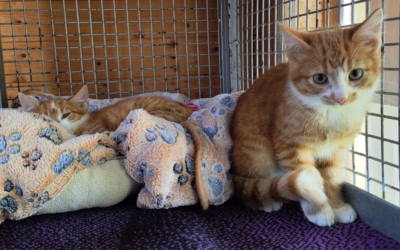 Piškotek a Medík zdraví z karantény