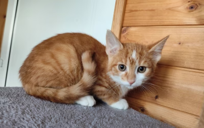 Piškotek z kompostárny hledá nový domov