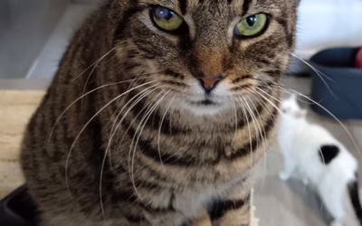 Kočička týdne: Anežka