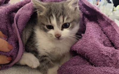 Nový příjem! Sourozenci Bejby