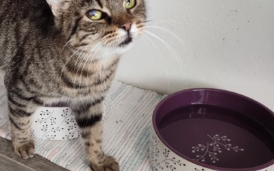 Kočička týdne: Anežka