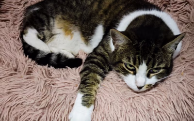 Dobrou noc přeje Sněhurečka