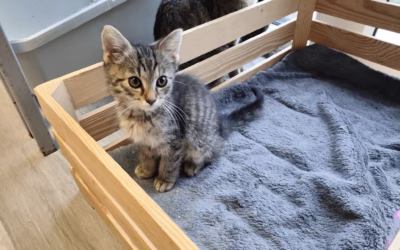 Upovídaný Maxíček