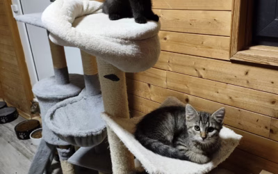 Máša, Míša a Maxík zdraví!