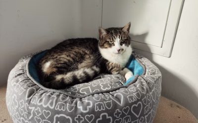 Krásná Sněhurečka