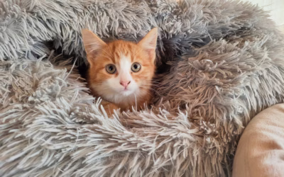 Chlupaté pelíšky jsou v módě!