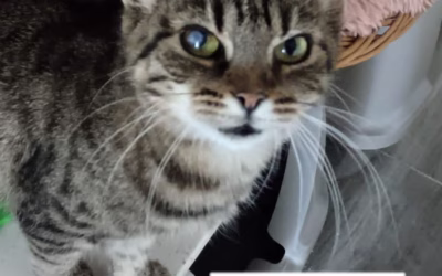 Kočička týdne: Anežka