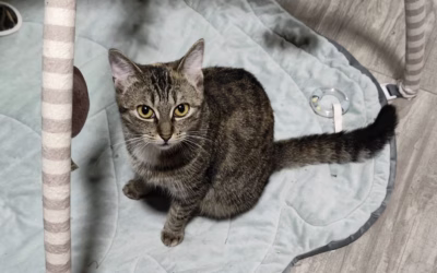 Kočičky mají pré