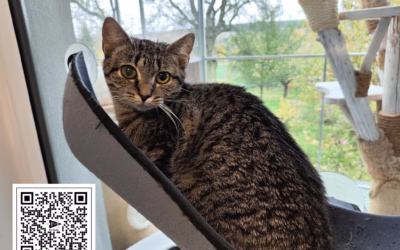 Kočička týdne: Alžbětka