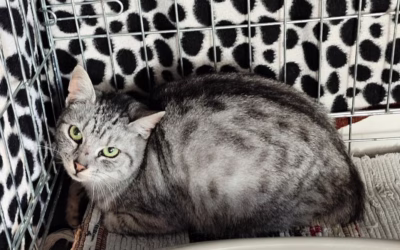 Kocourek Mistofeles odjel zpět do lokality