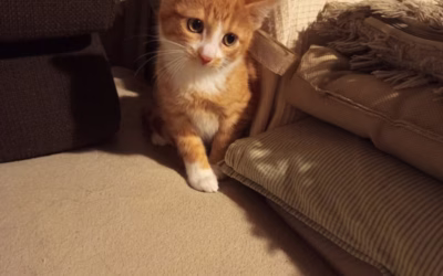 Do nového domova odjel Medík