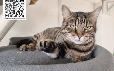 Kočička týdne: Anežka